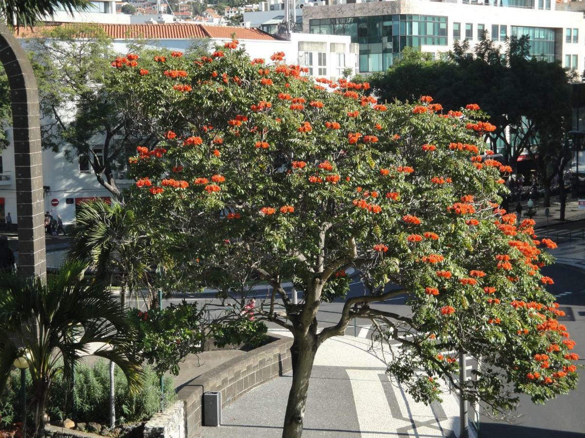 Violeta House Villa Funchal  Kültér fotó